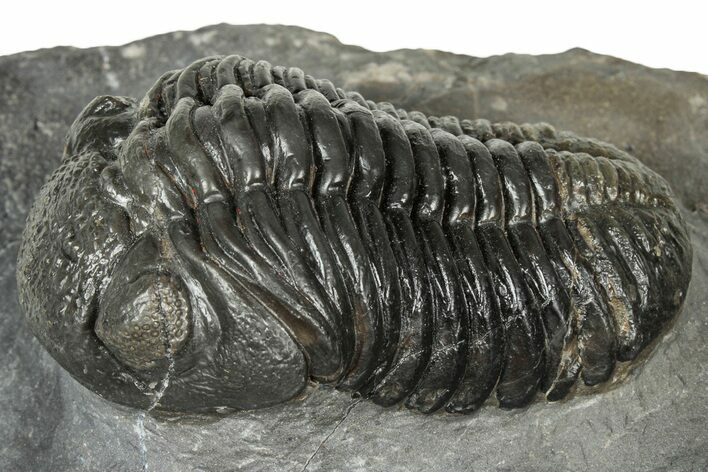 Detailed Pedinopariops Trilobite - Mrakib, Morocco #348136